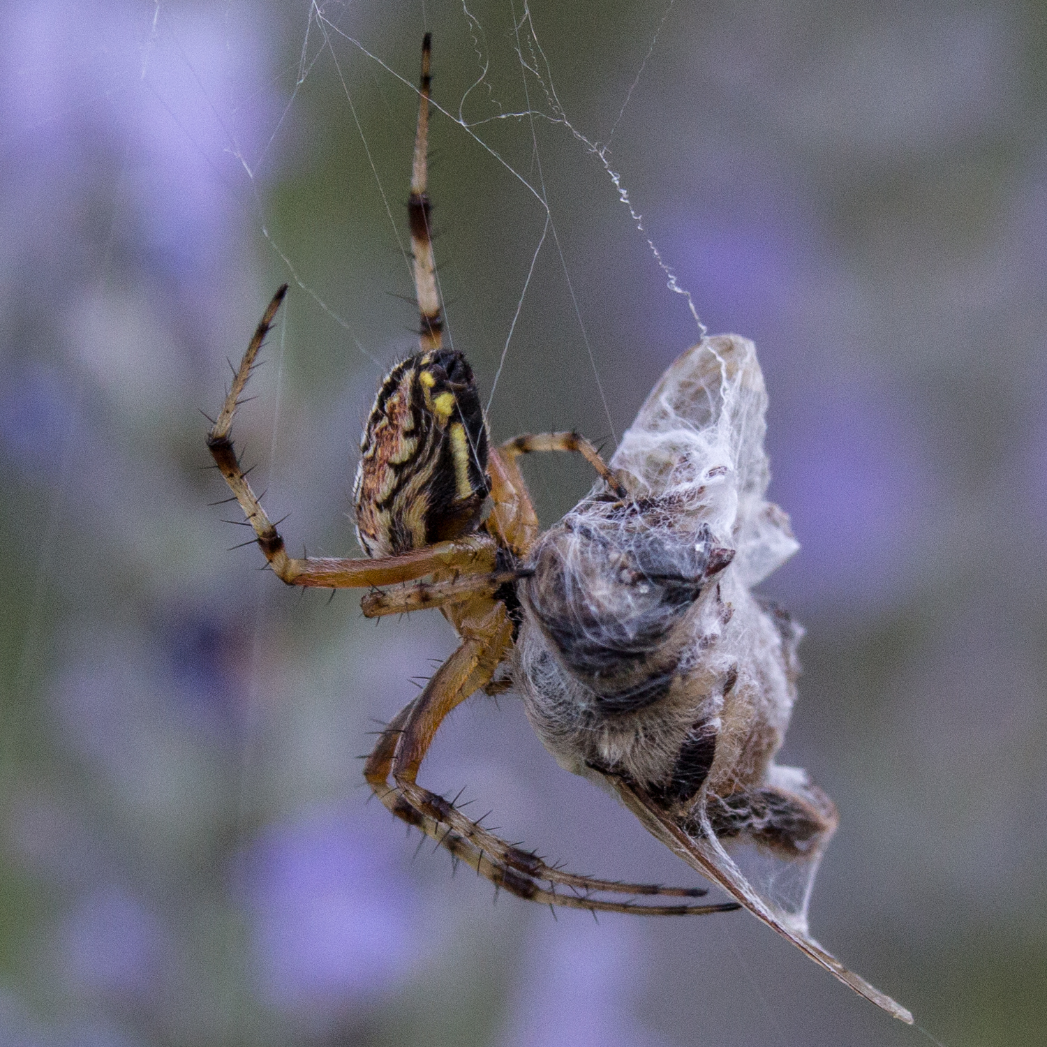 spider with take-away