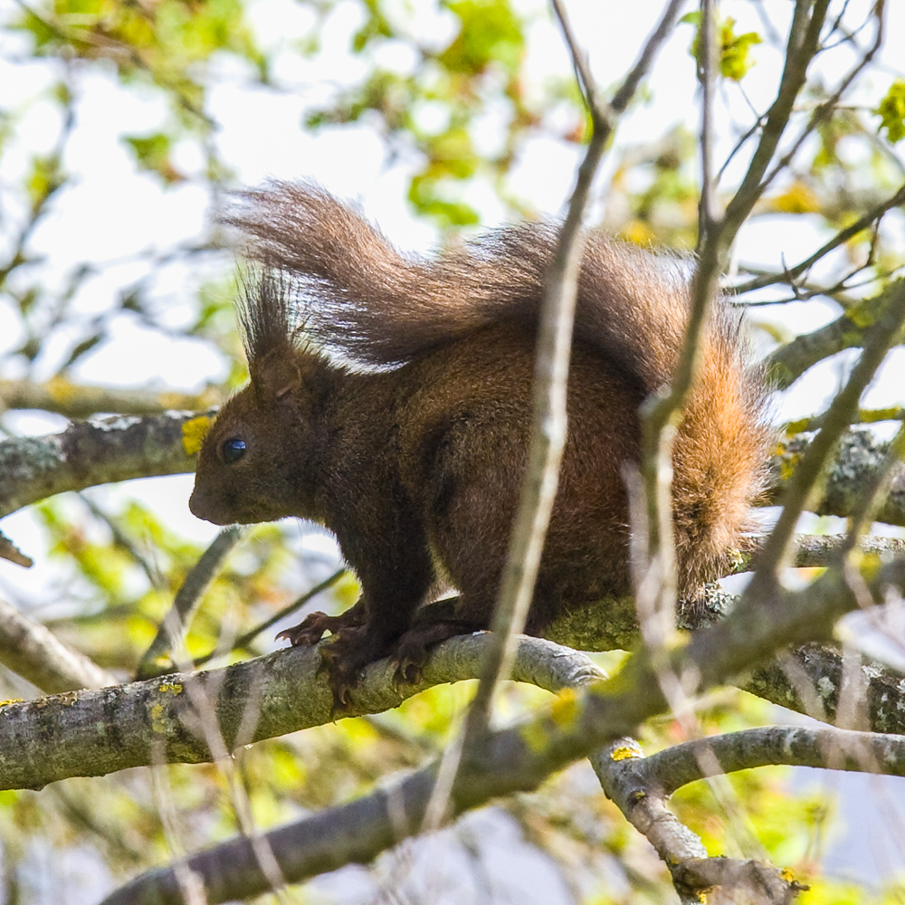 squirrel