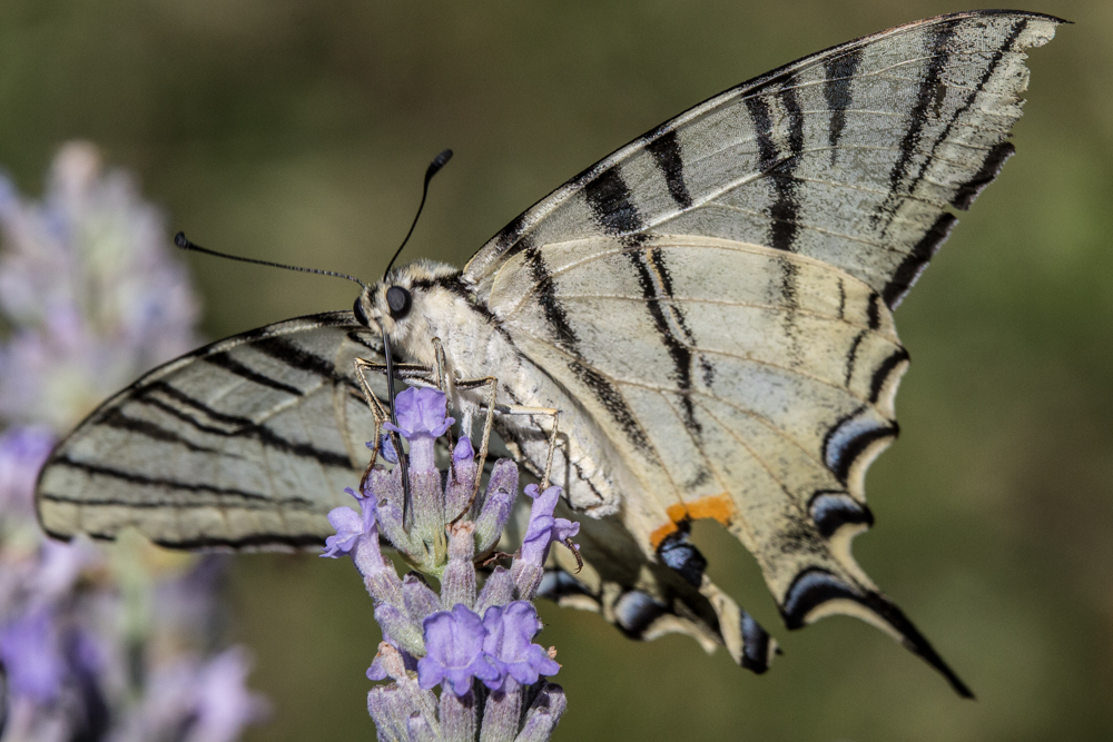 swallow tail