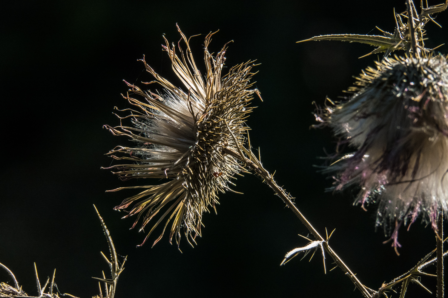 Scotch thistle-5