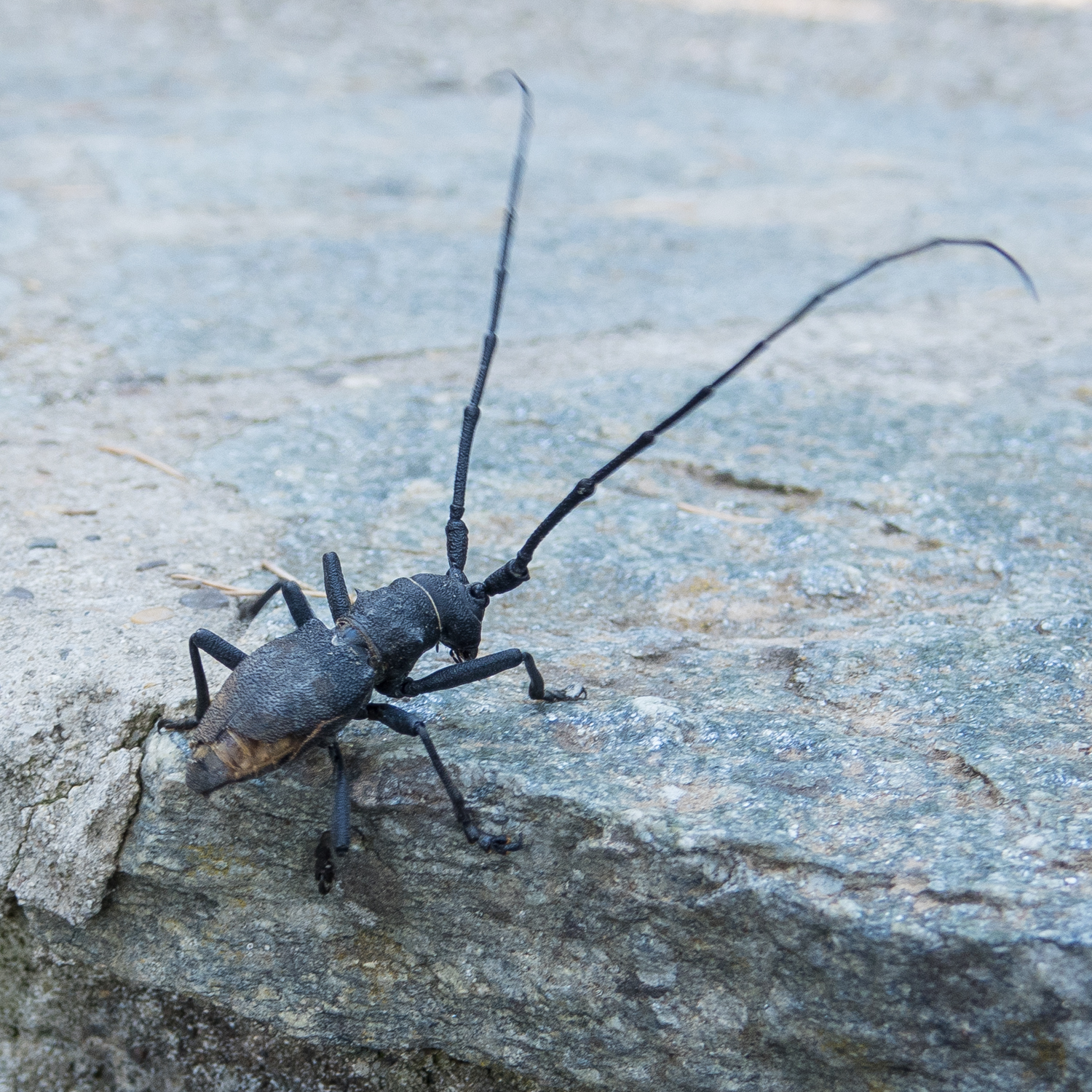 stag beetle