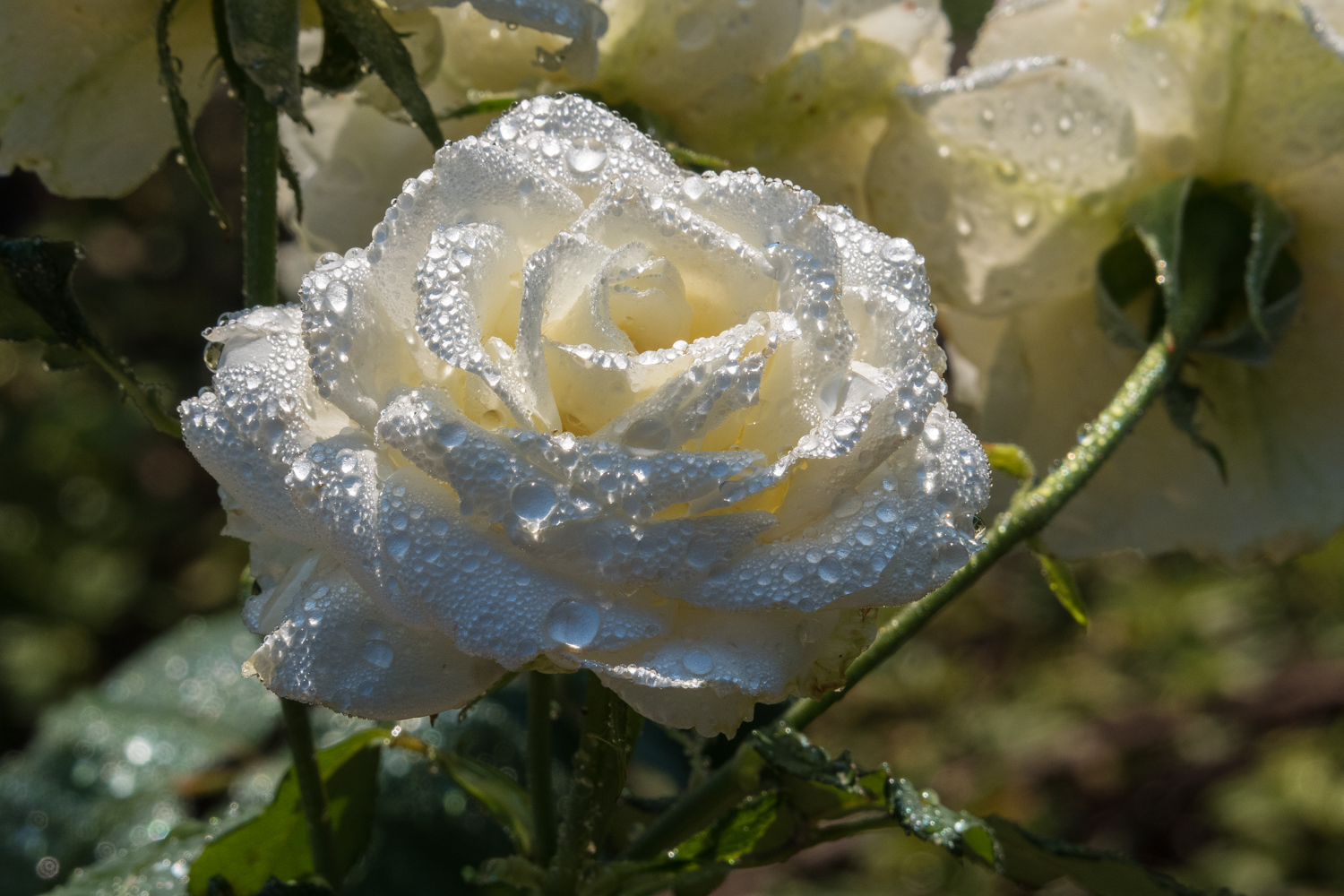 white rose with wtaer droplets