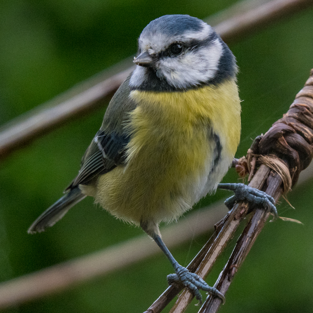 blue-tit-2