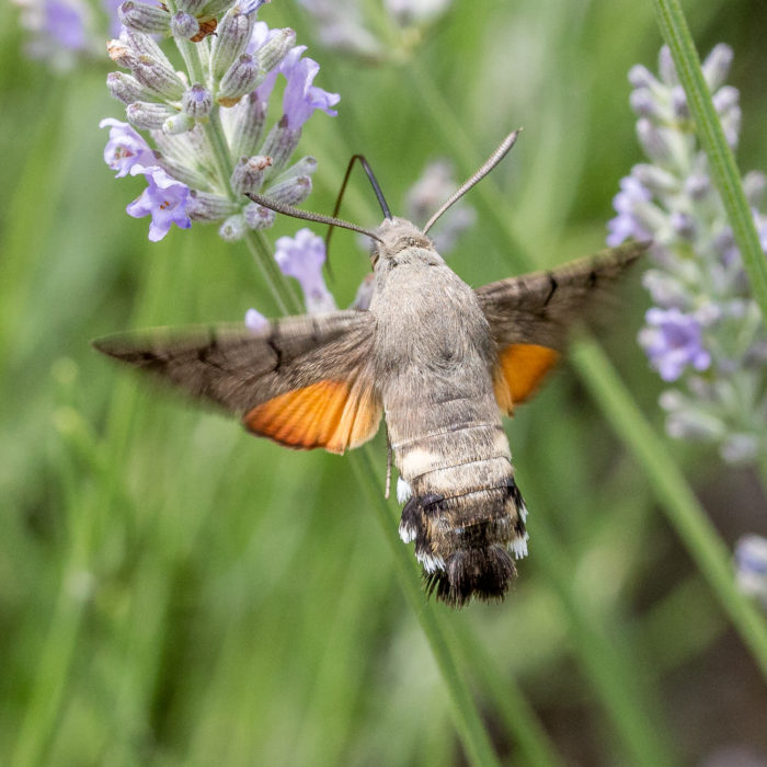 Humming bird hawk moth | dgcPhoto