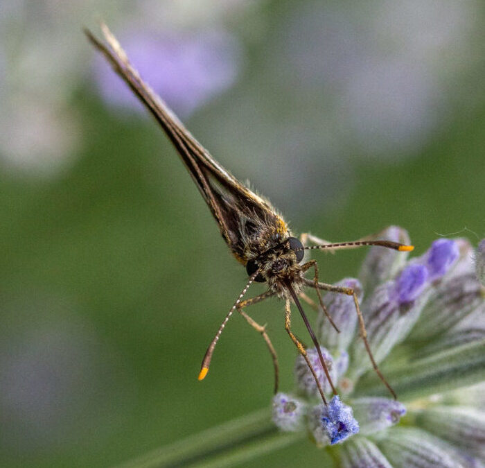 Lavender Insect lavender insects-8 | dgcPhoto